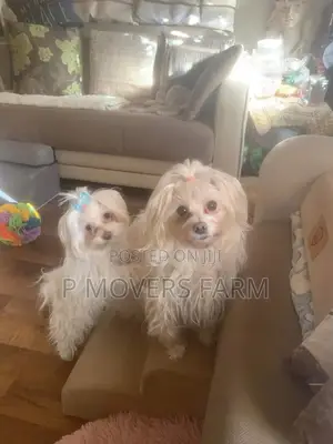 1-3 months Male Purebred Maltese