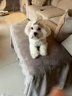 1-3 months Male Purebred Maltese