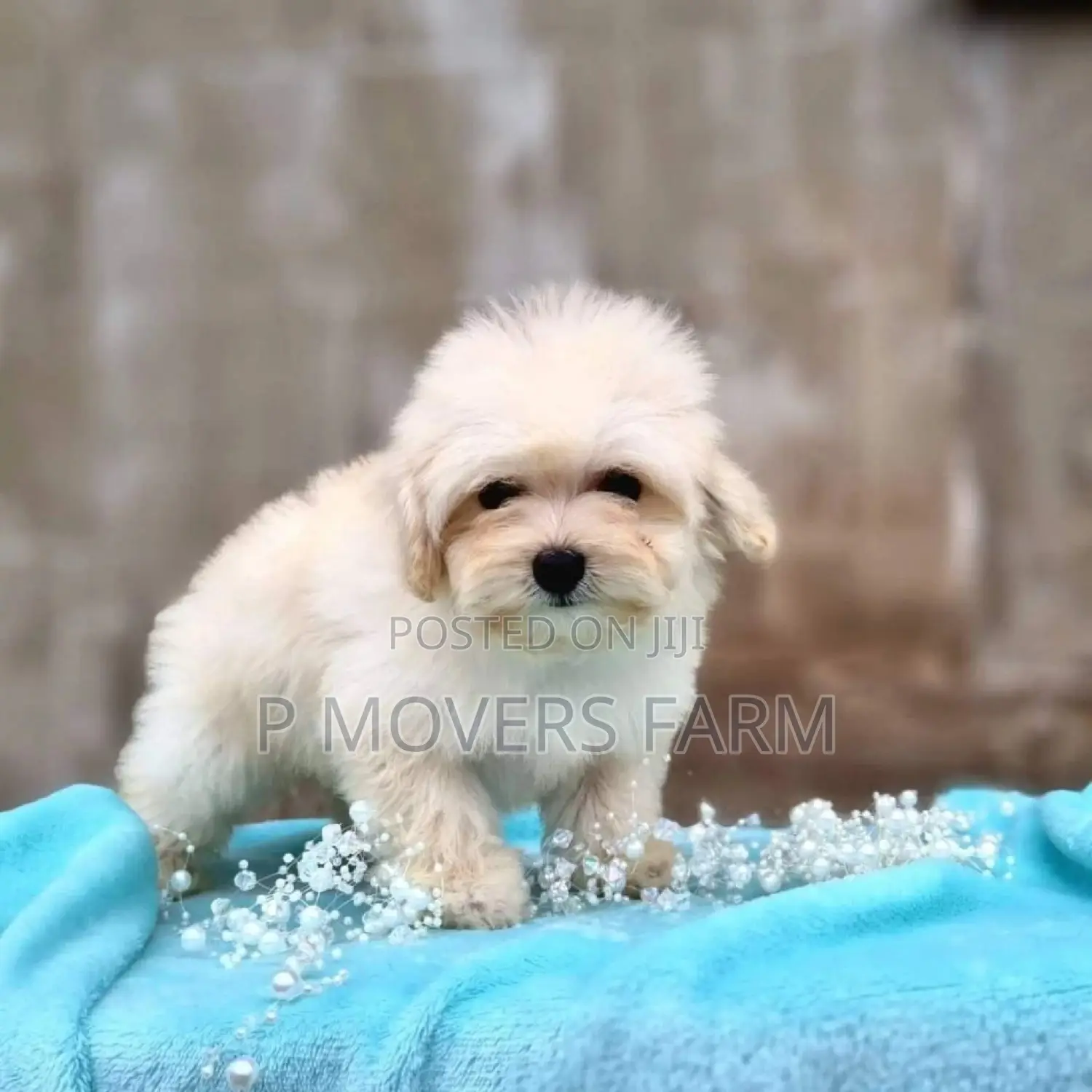 1-3 months Male Purebred Poodle