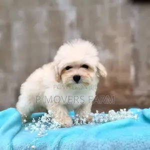 1-3 months Male Purebred Poodle