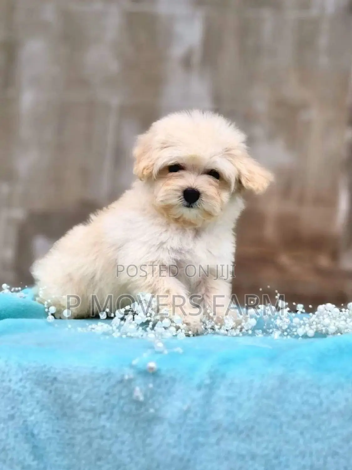 1-3 months Male Purebred Poodle