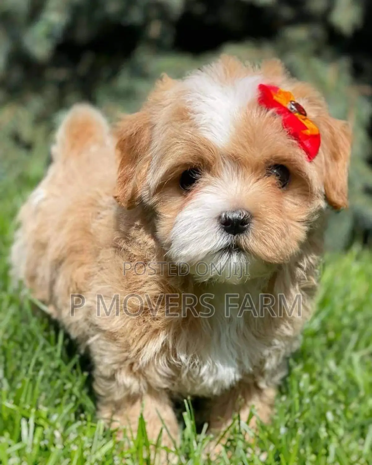 1-3 months Male Purebred Poodle