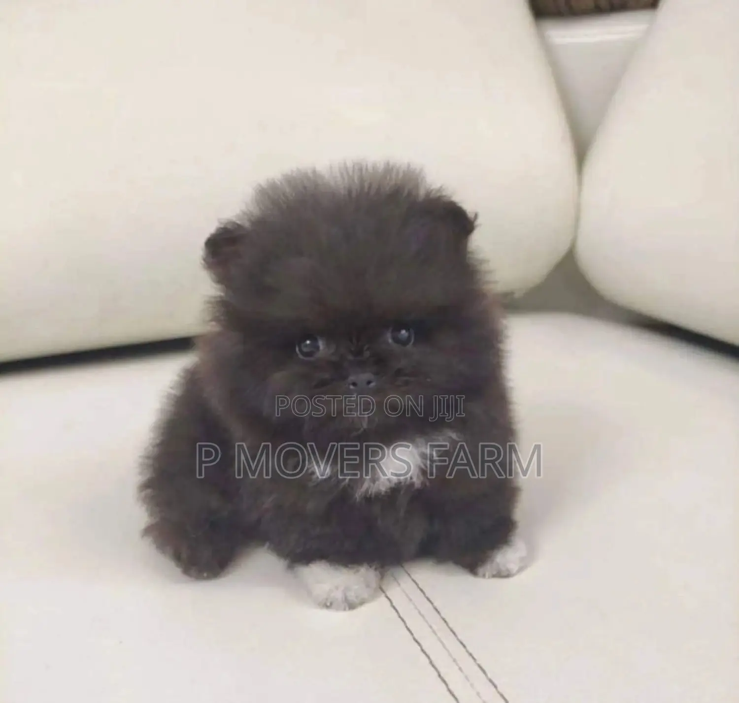 1-3 months Male Purebred Poodle