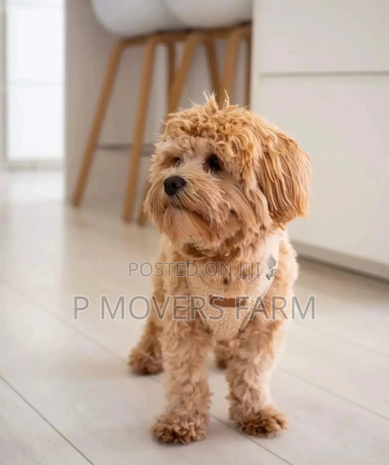 1-3 months Male Purebred Poodle