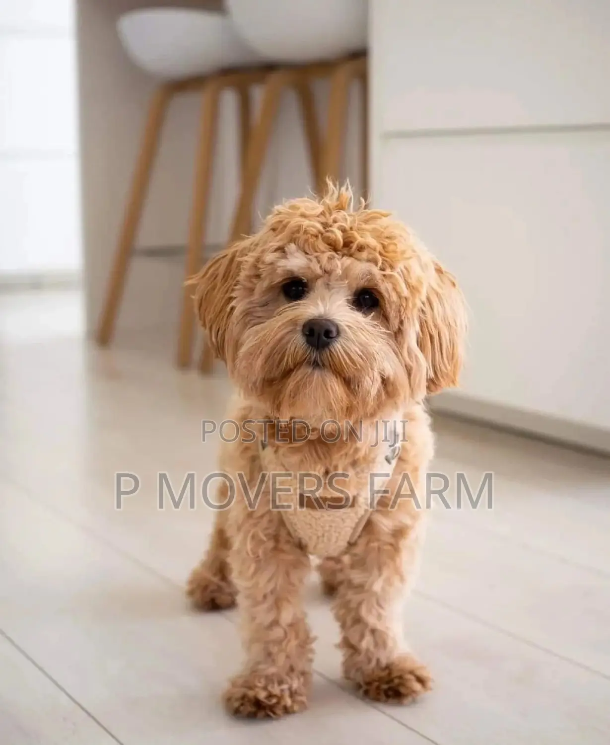 1-3 months Male Purebred Poodle