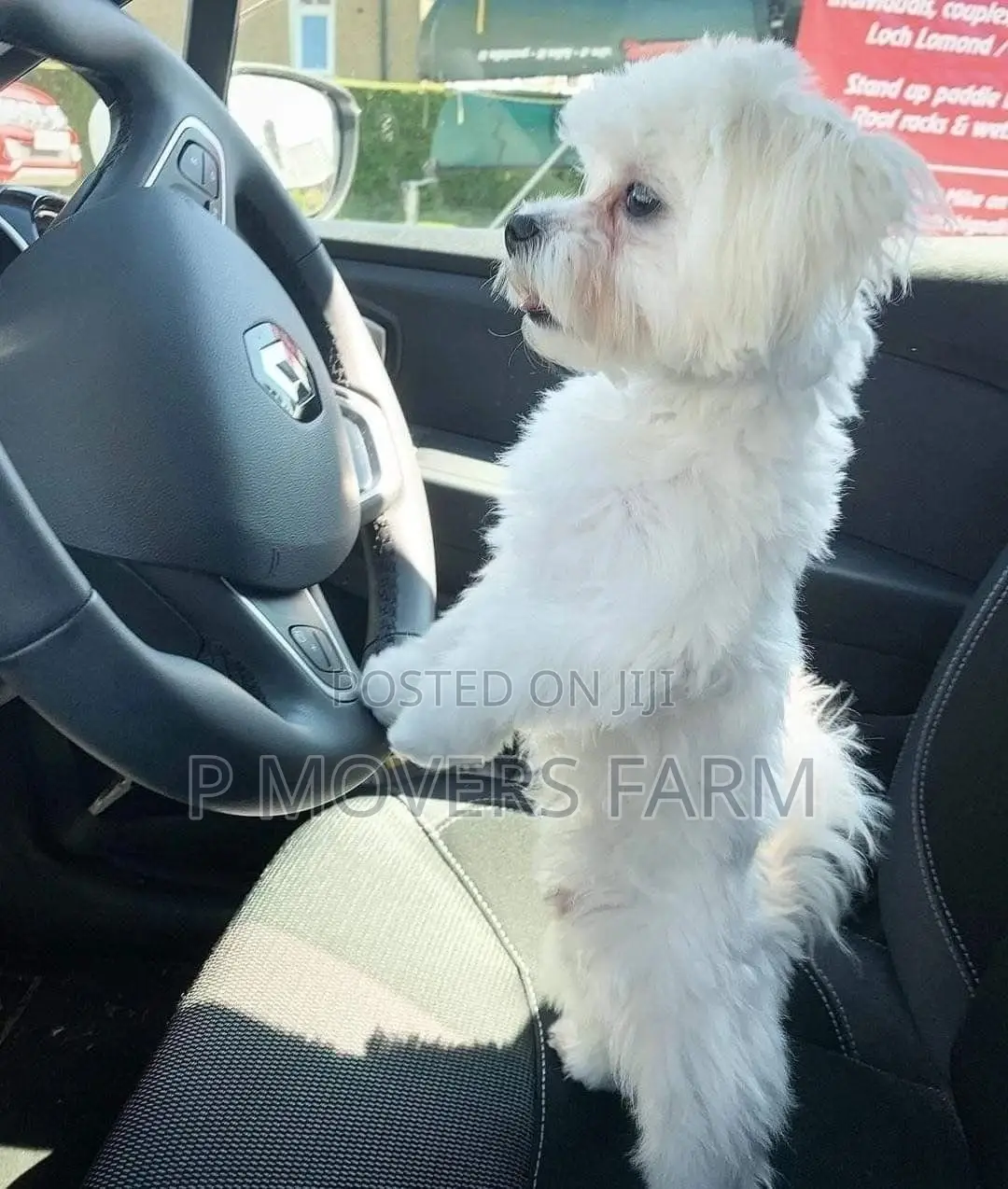 1-3 months Male Purebred Maltese