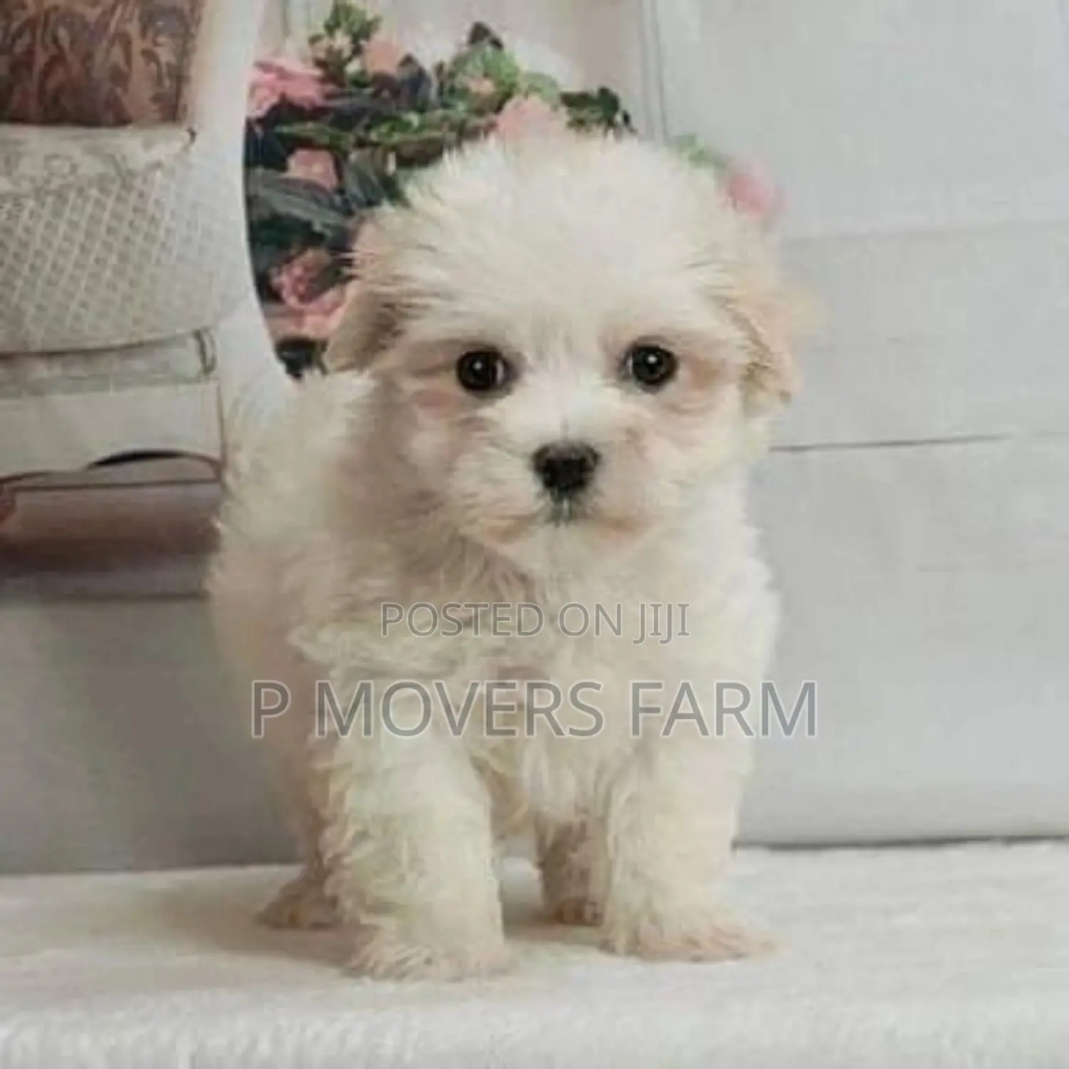 3-6 months Male Purebred Poodle