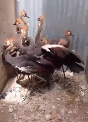 One Pair of Crowned Cranes