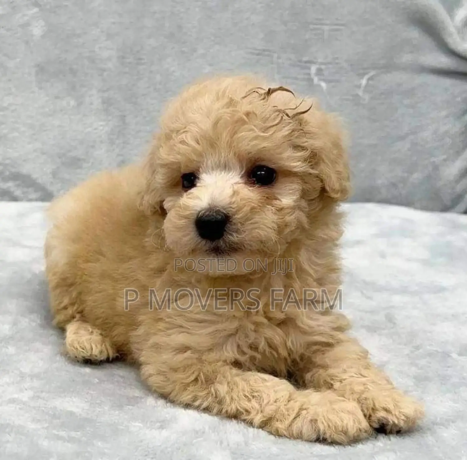 1-3 months Male Purebred Lhasa Apso