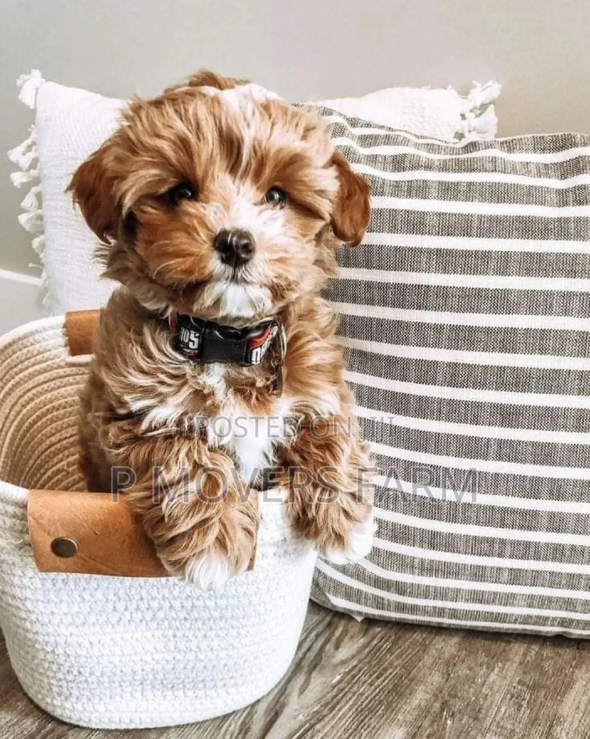 1-3 months Male Purebred Lhasa Apso