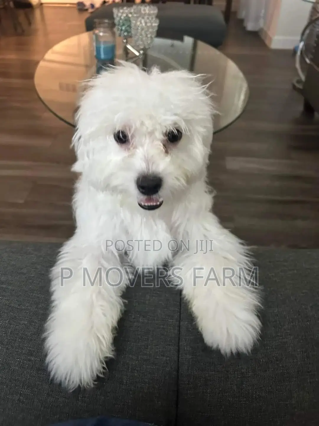 1-3 months Male Purebred Poodle