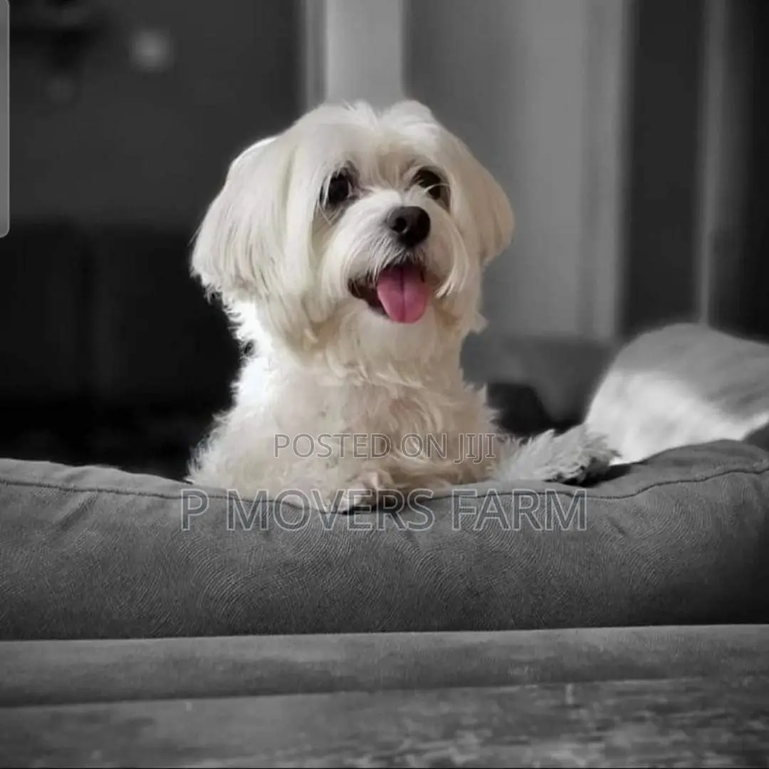 1-3 months Male Purebred Maltese