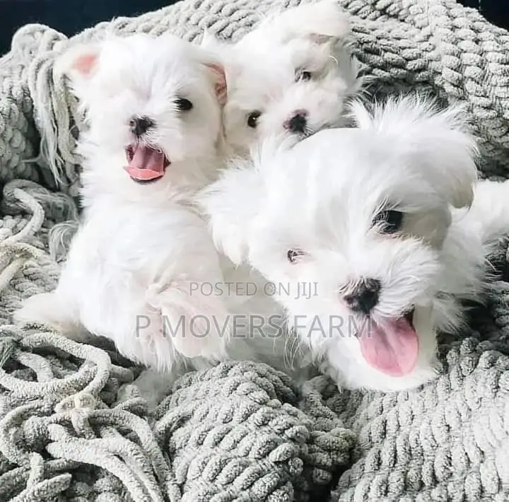 1-3 months Male Purebred Lhasa Apso