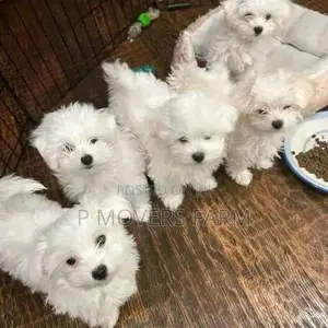 1-3 months Male Purebred Maltese