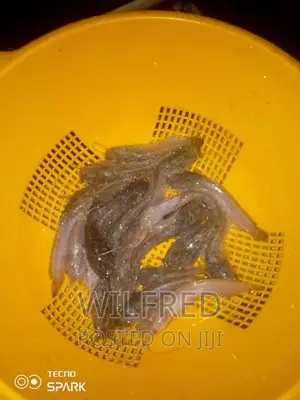Fast Growing Catfish Fingerlings and Juveniles Available