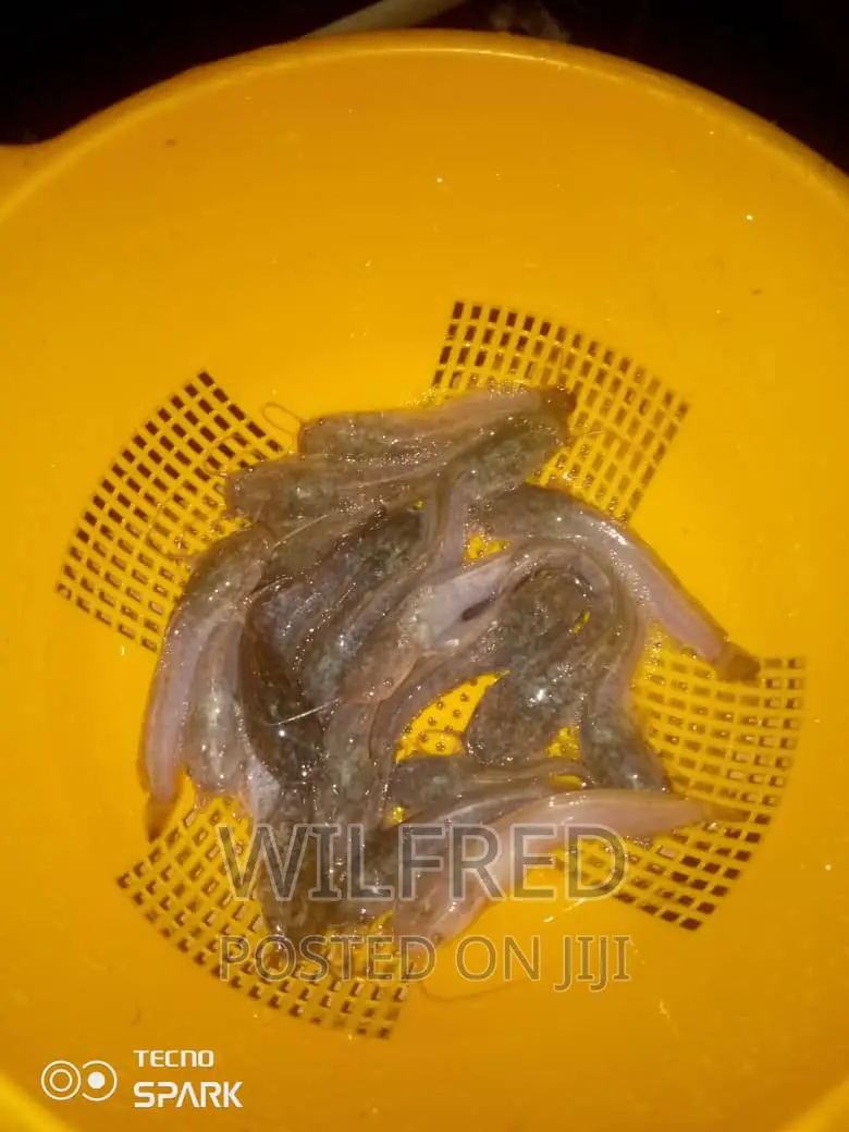Fast Growing Catfish Fingerlings and Juveniles Available