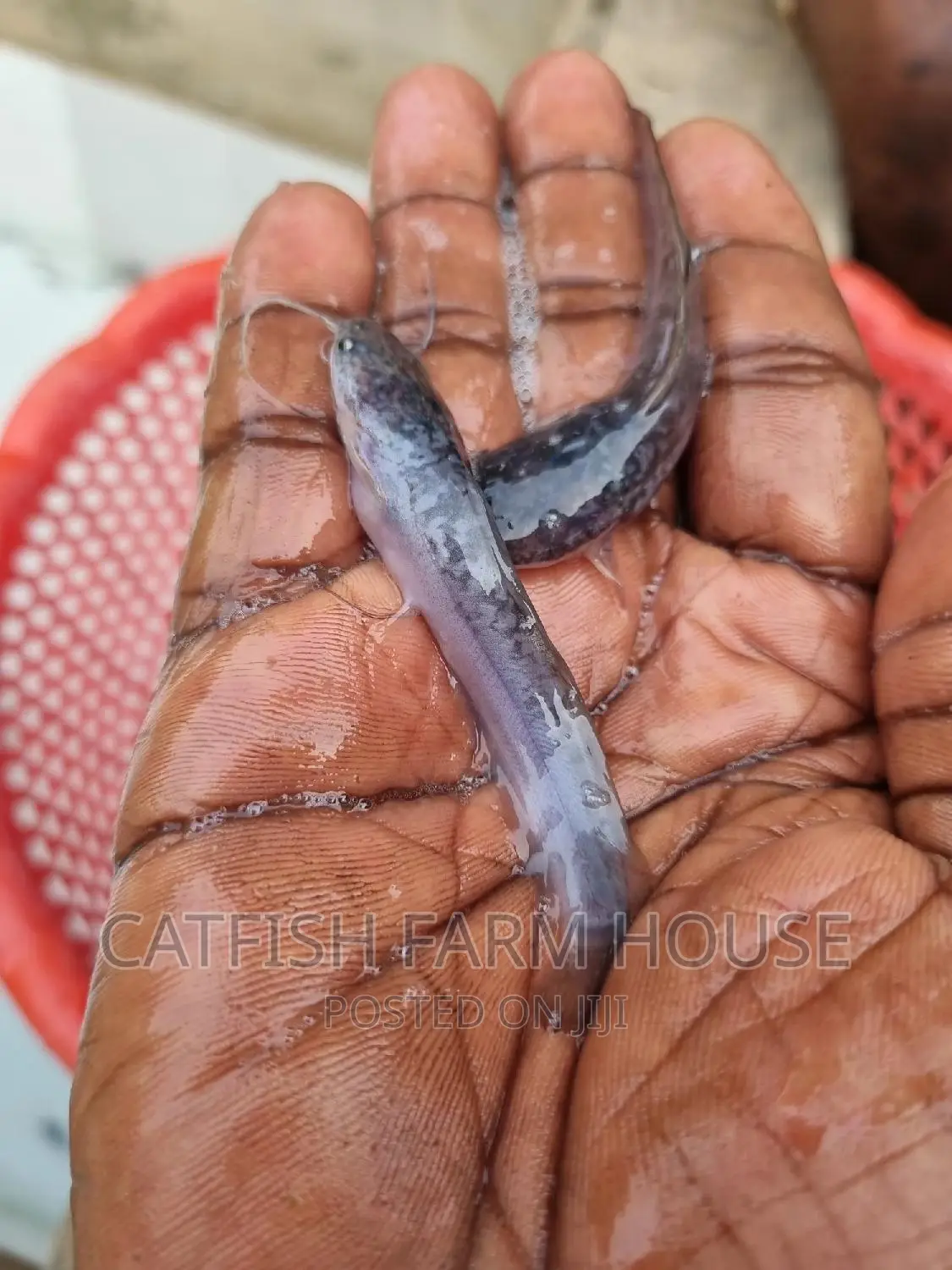 Fast Growing Catfish Hybrid Juviniles And Fingerlings