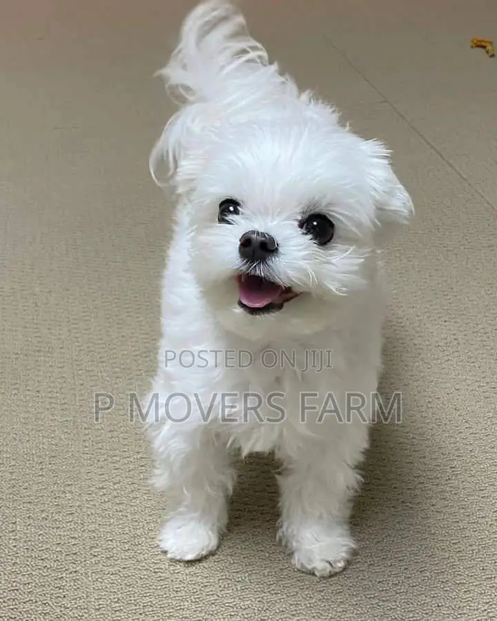 1-3 months Male Purebred Maltese