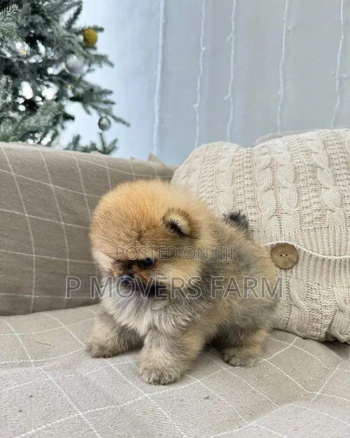 1-3 months Male Purebred Pomeranian