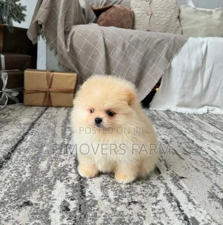 1-3 months Male Purebred Pomeranian