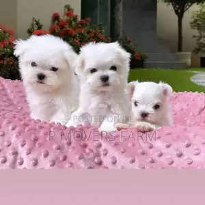 1-3 months Male Purebred Maltese