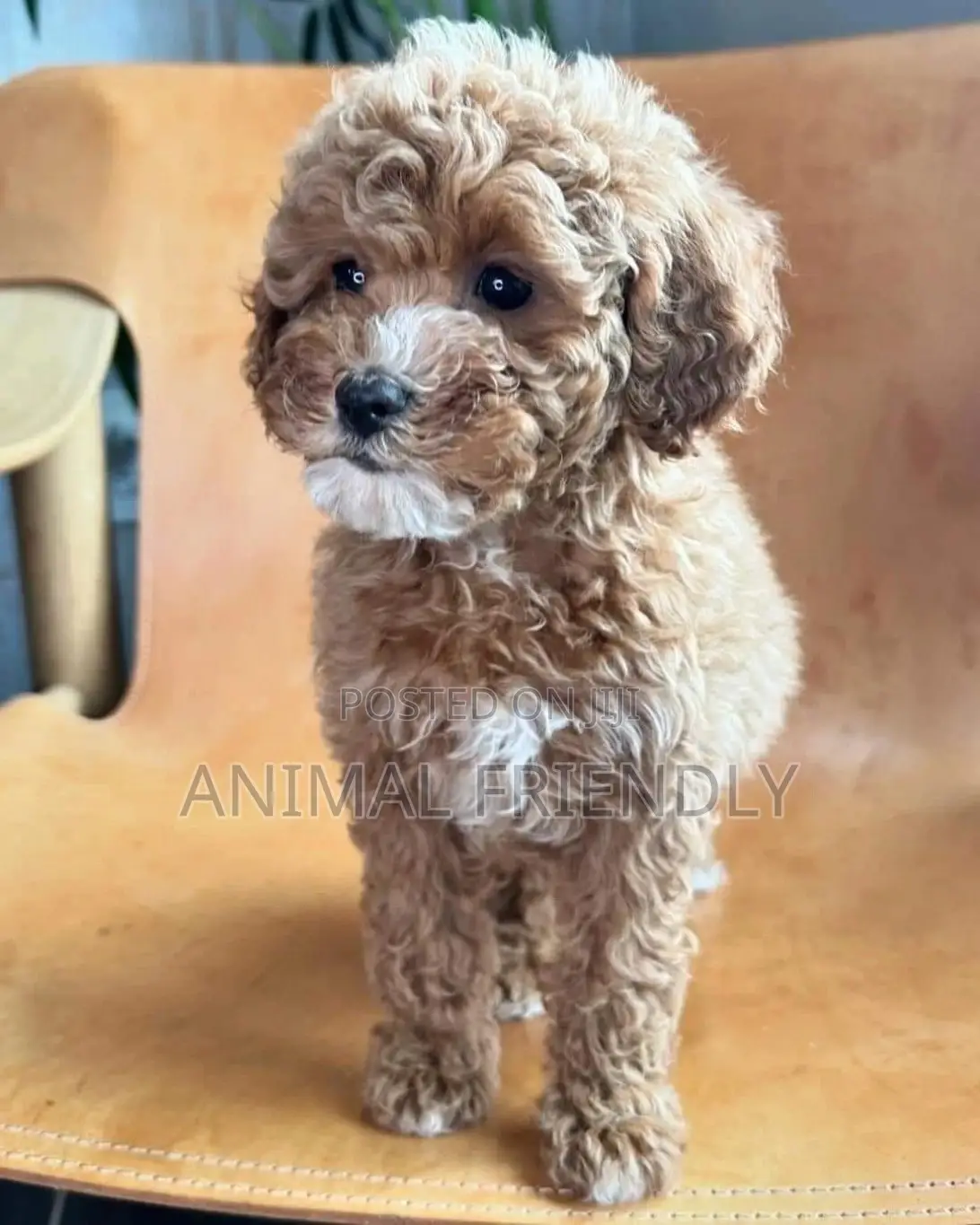 1-3 months Male Purebred Poodle