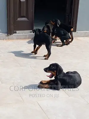 1-3 months Male Purebred Doberman Pinscher