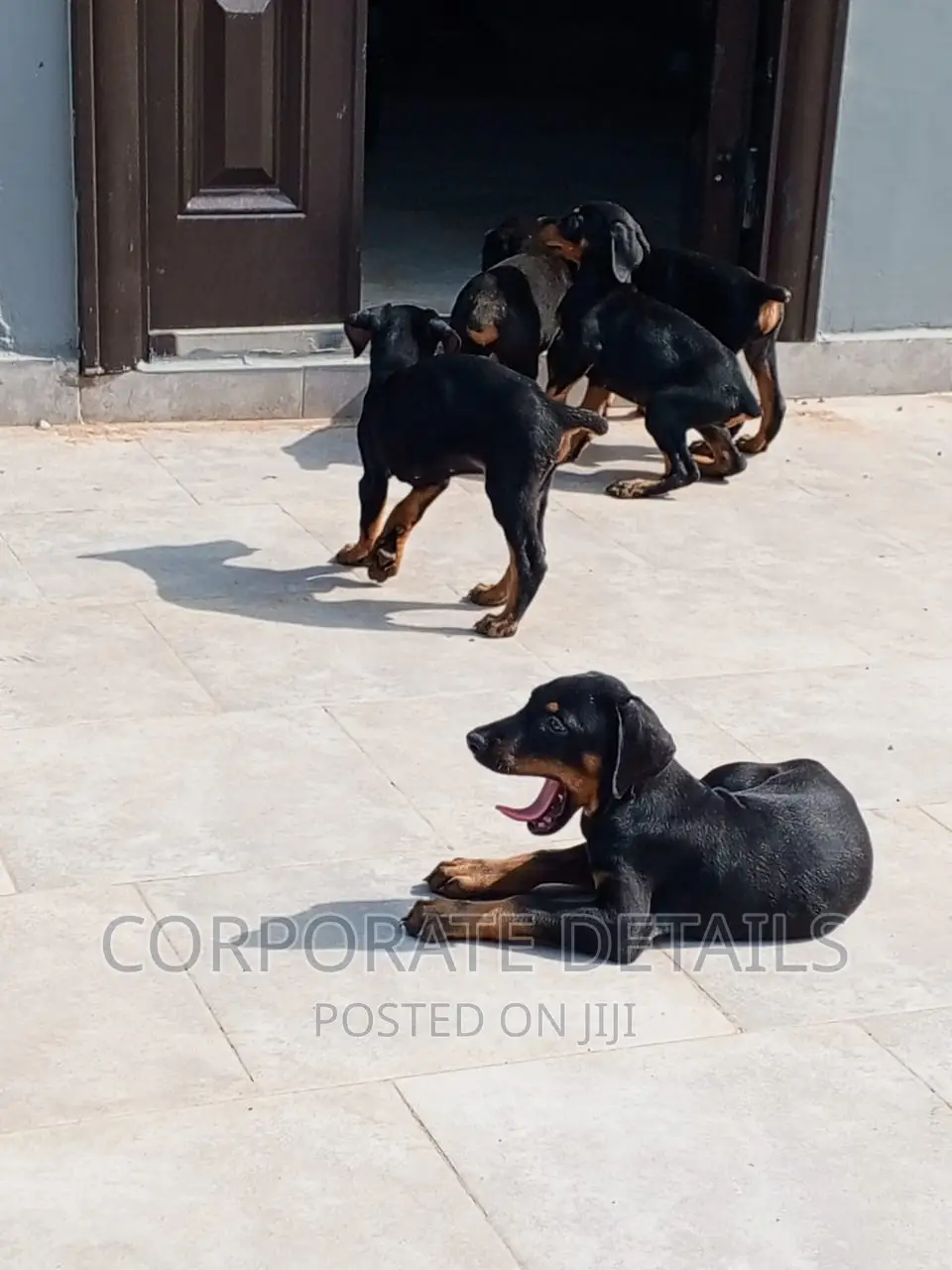 1-3 months Male Purebred Doberman Pinscher