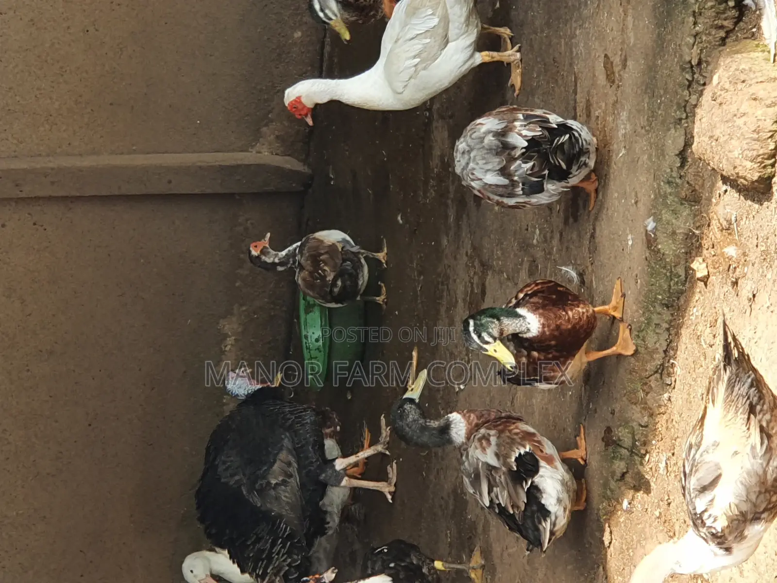 All Sizes From Day Old to Fully Grownups Ducks Available