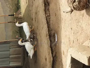 All Sizes From Day Old to Fully Grownups Ducks Available