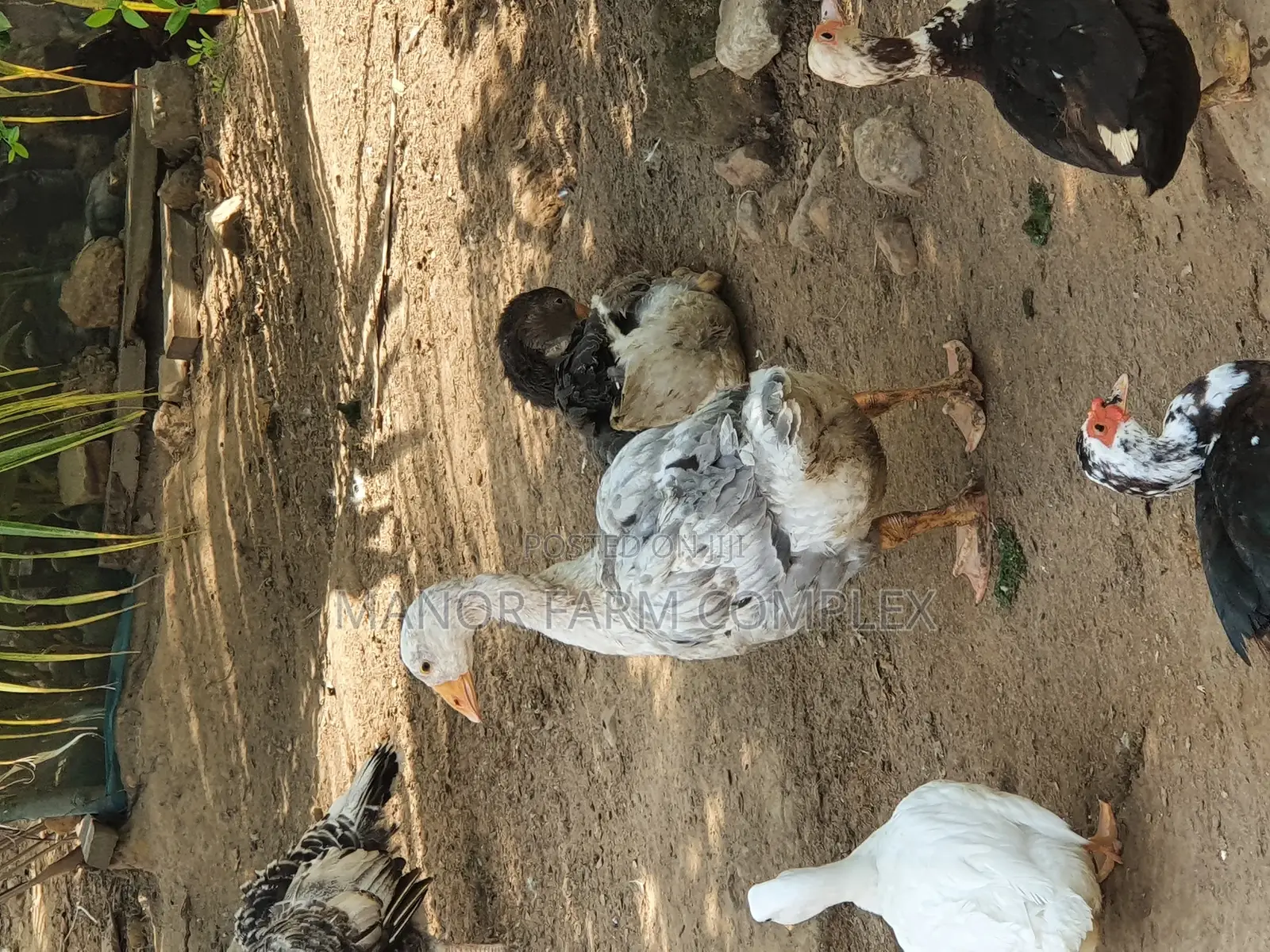 All Sizes From Day Old to Fully Grownups Ducks Available