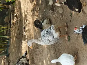All Sizes From Day Old to Fully Grownups Ducks Available