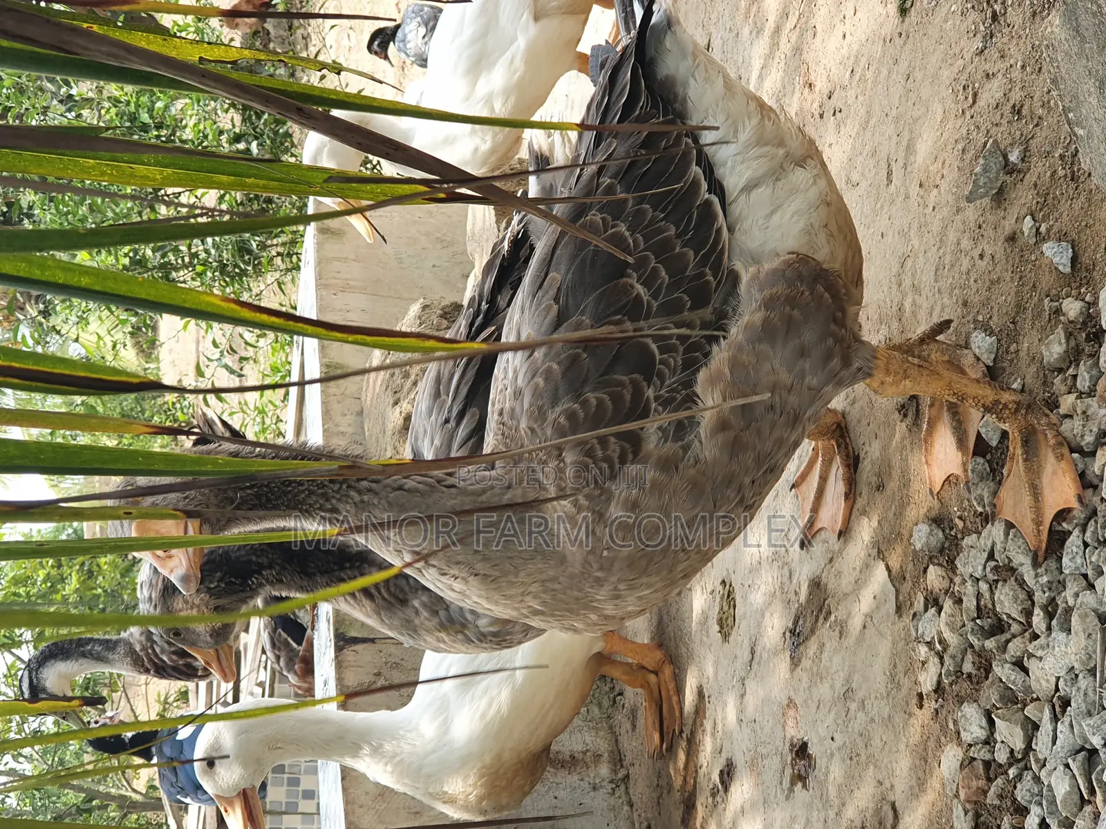 All Sizes From Day Old to Fully Grownups Ducks Available