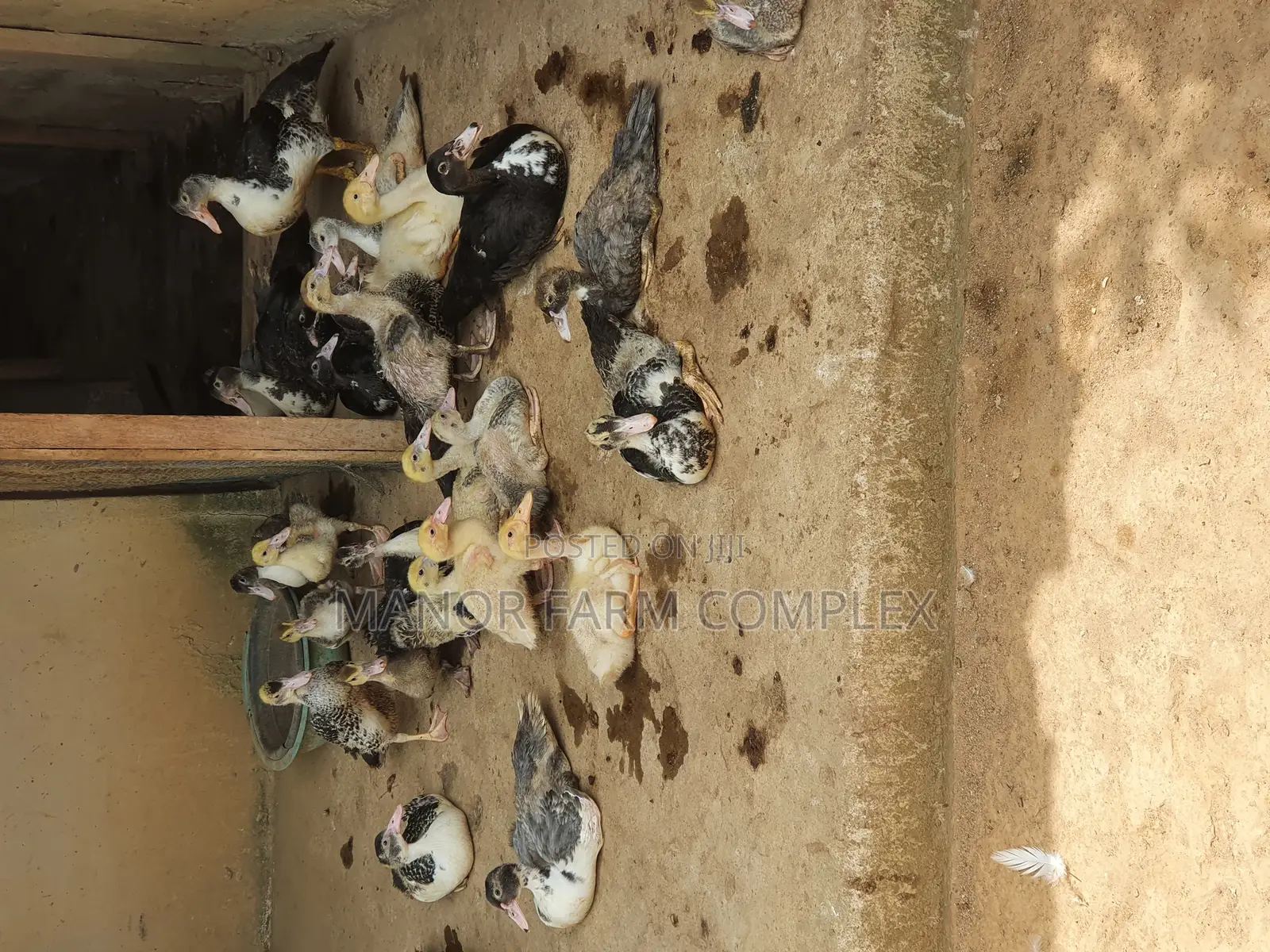 All Sizes From Day Old to Fully Grownups Ducks Available