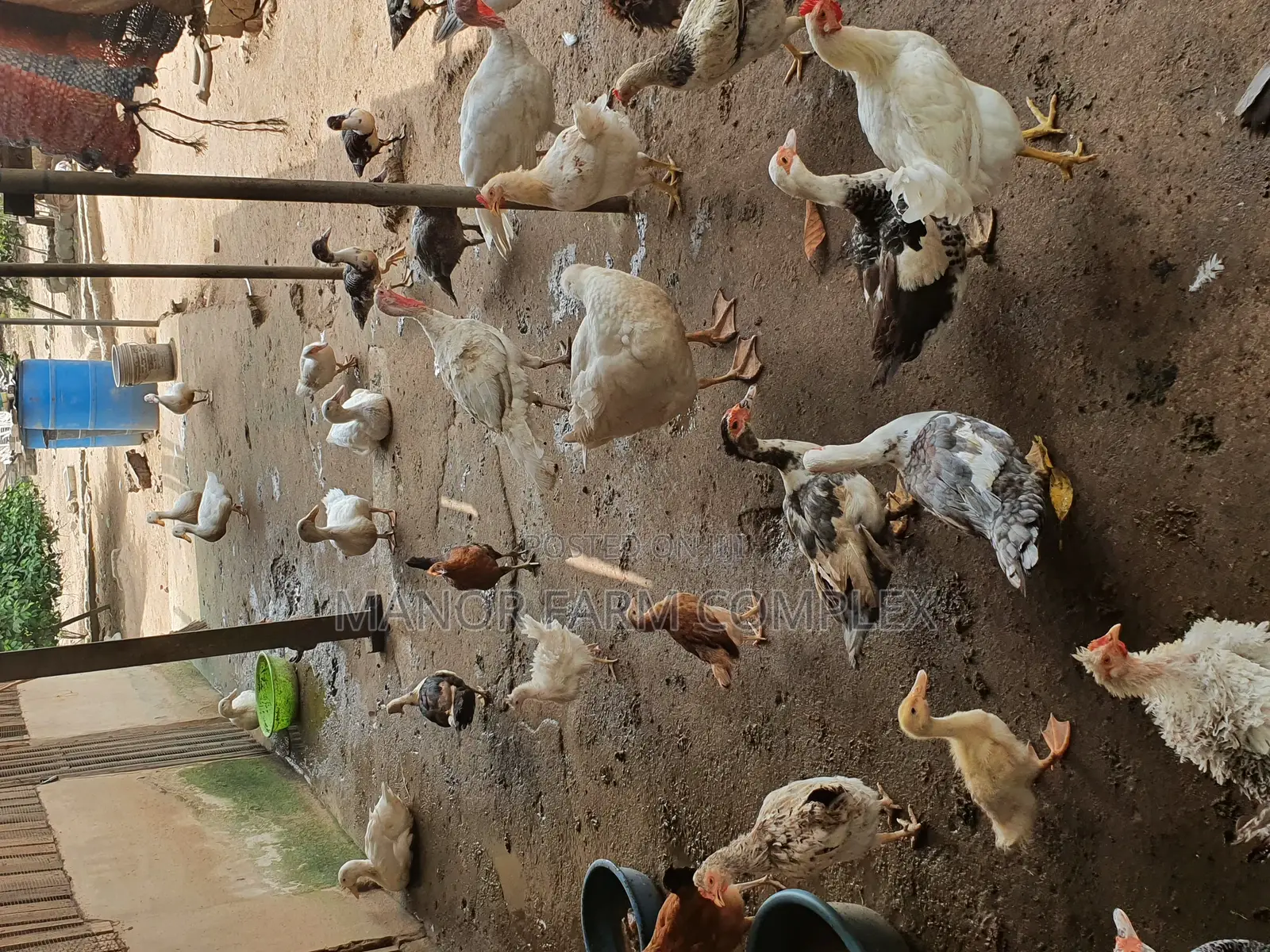 All Sizes From Day Old to Fully Grownups Ducks Available