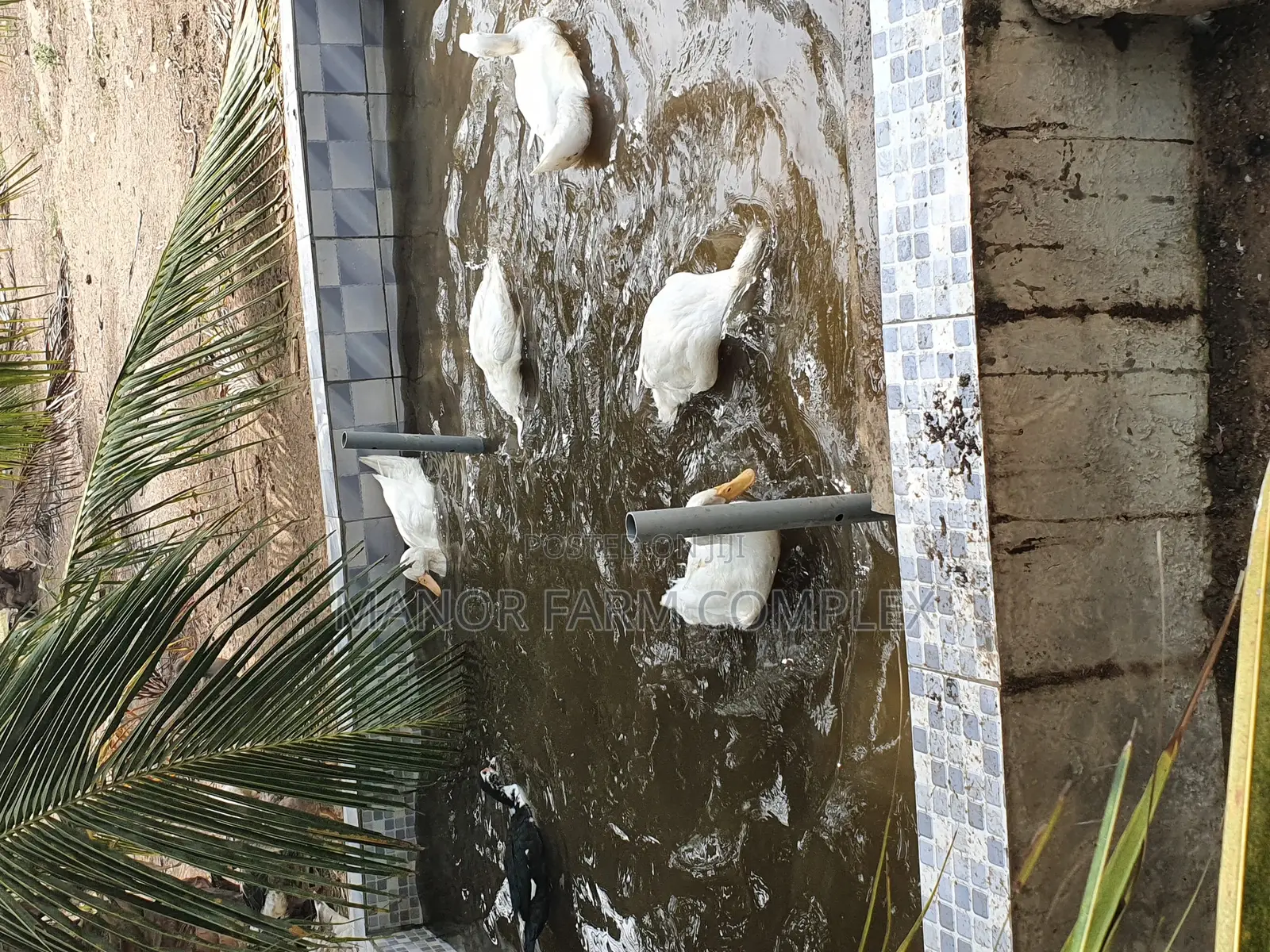 All Sizes From Day Old to Fully Grownups Ducks Available