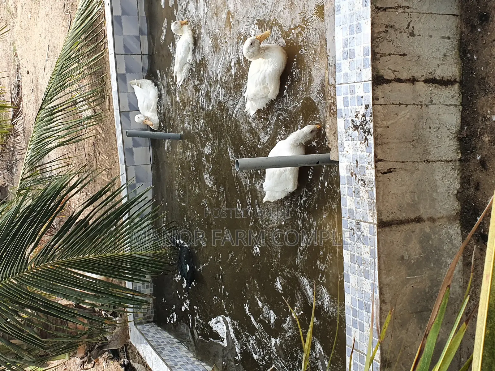 All Sizes From Day Old to Fully Grownups Ducks Available
