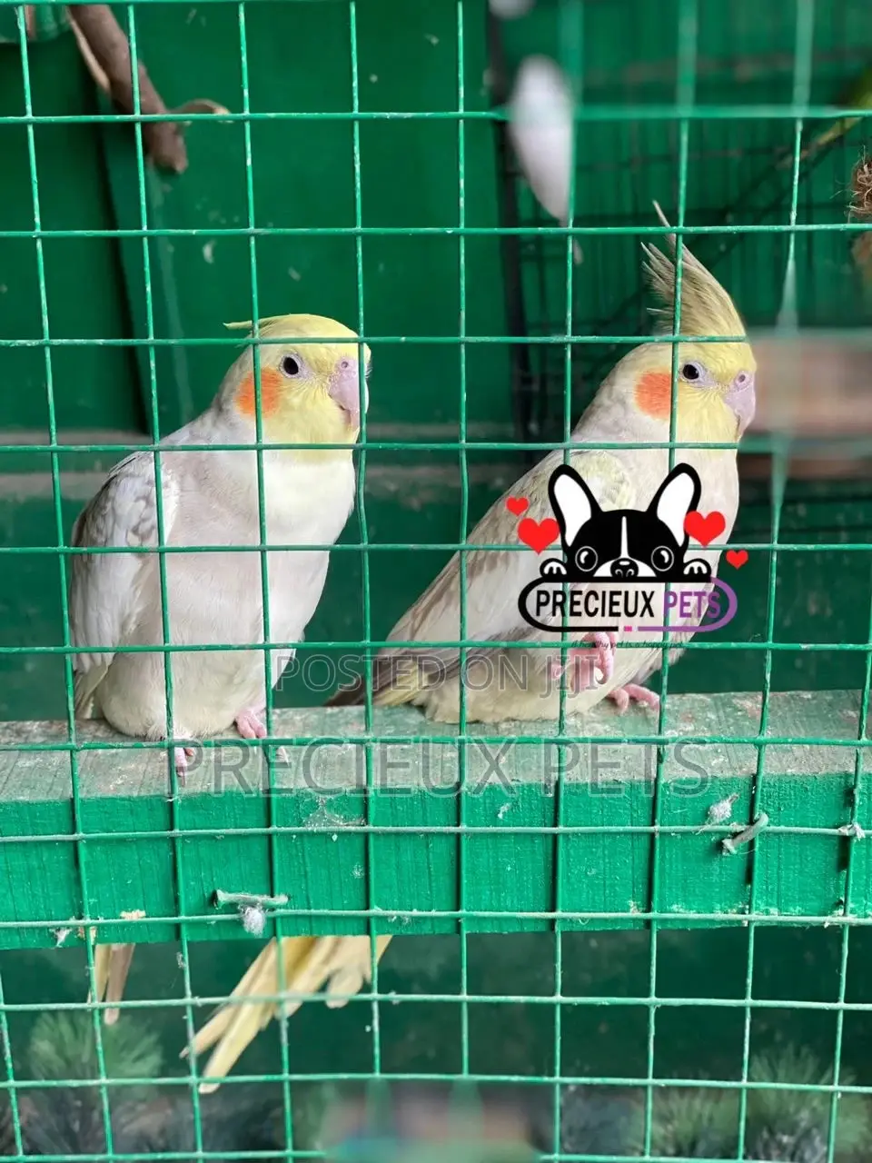 1 Pair of Cockatiel Parakeets