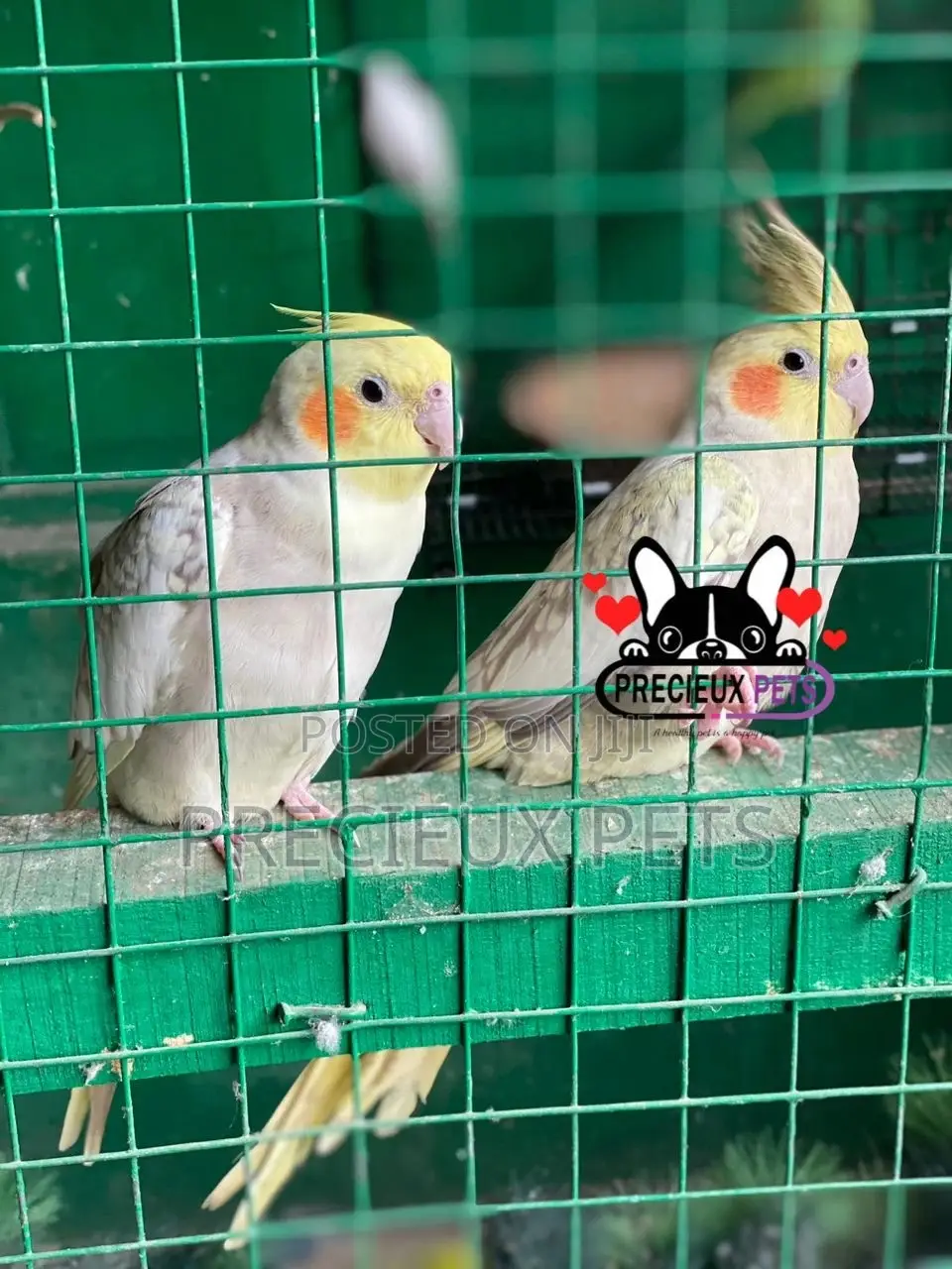 1 Pair of Cockatiel Parakeets