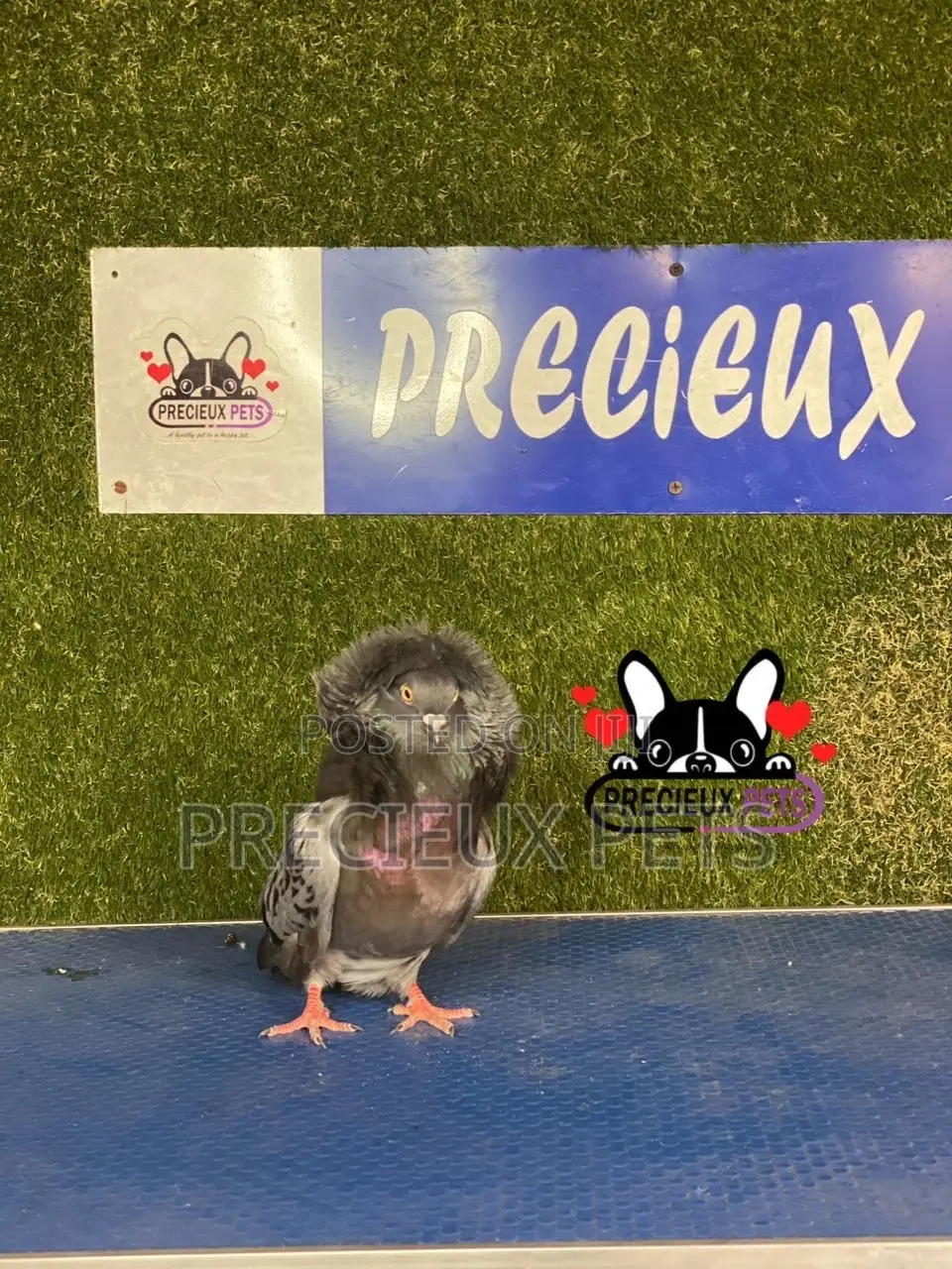 1 Pair of Jacobins Pigeons #0001