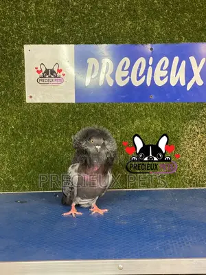 1 Pair of Jacobins Pigeons #0001