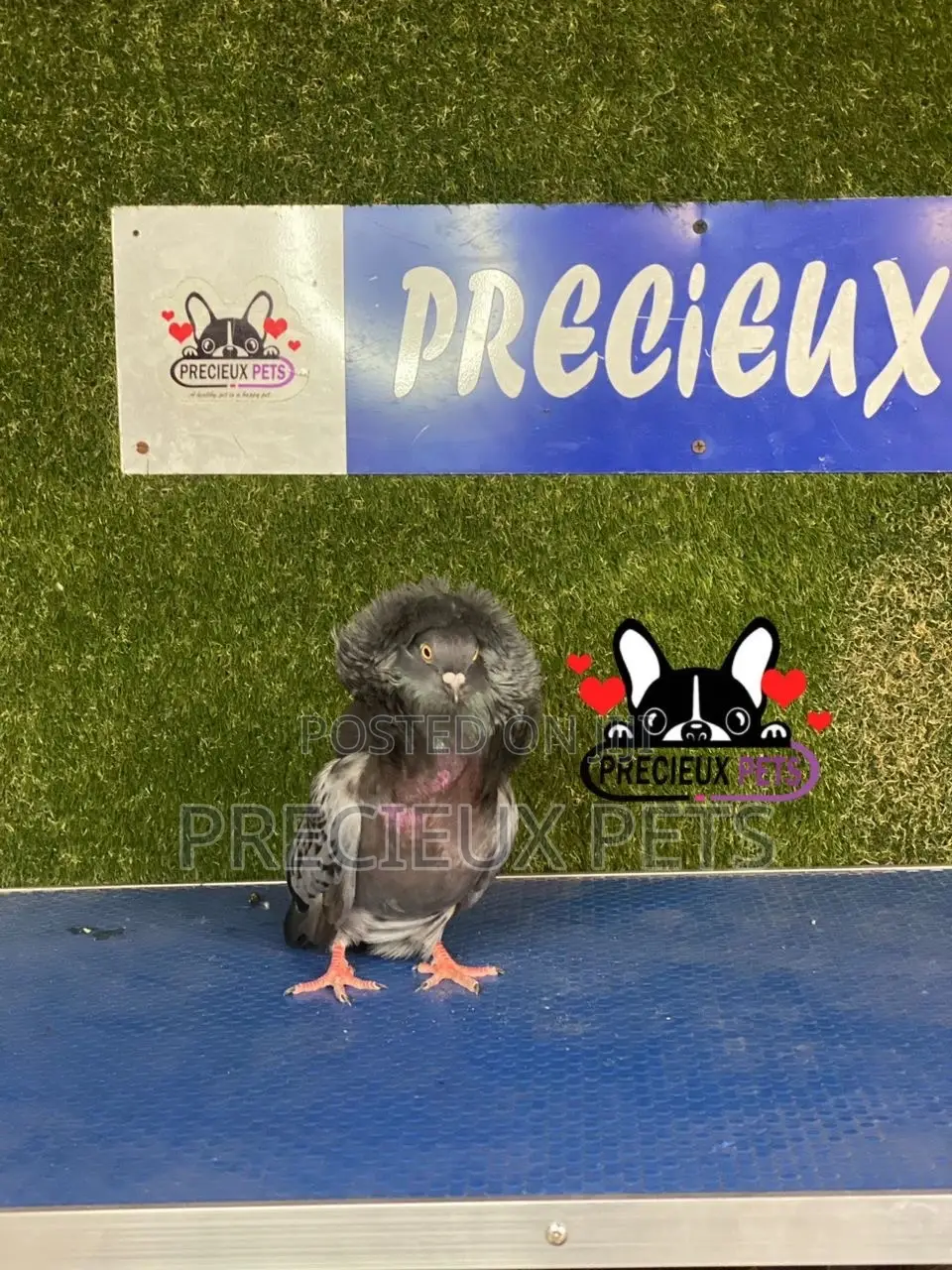 1 Pair of Jacobins Pigeons #0001