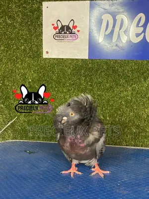 Photo - 1 Pair of Jacobins Pigeons #0001