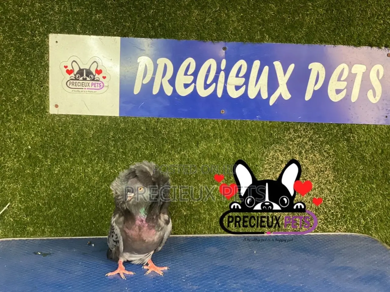 1 Pair of Jacobins Pigeons #0001