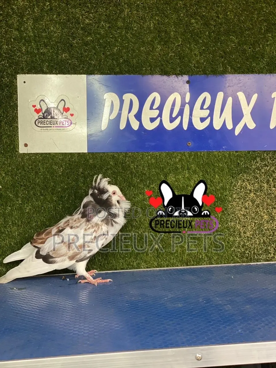 1 Pair of Jacobins Pigeons #0002