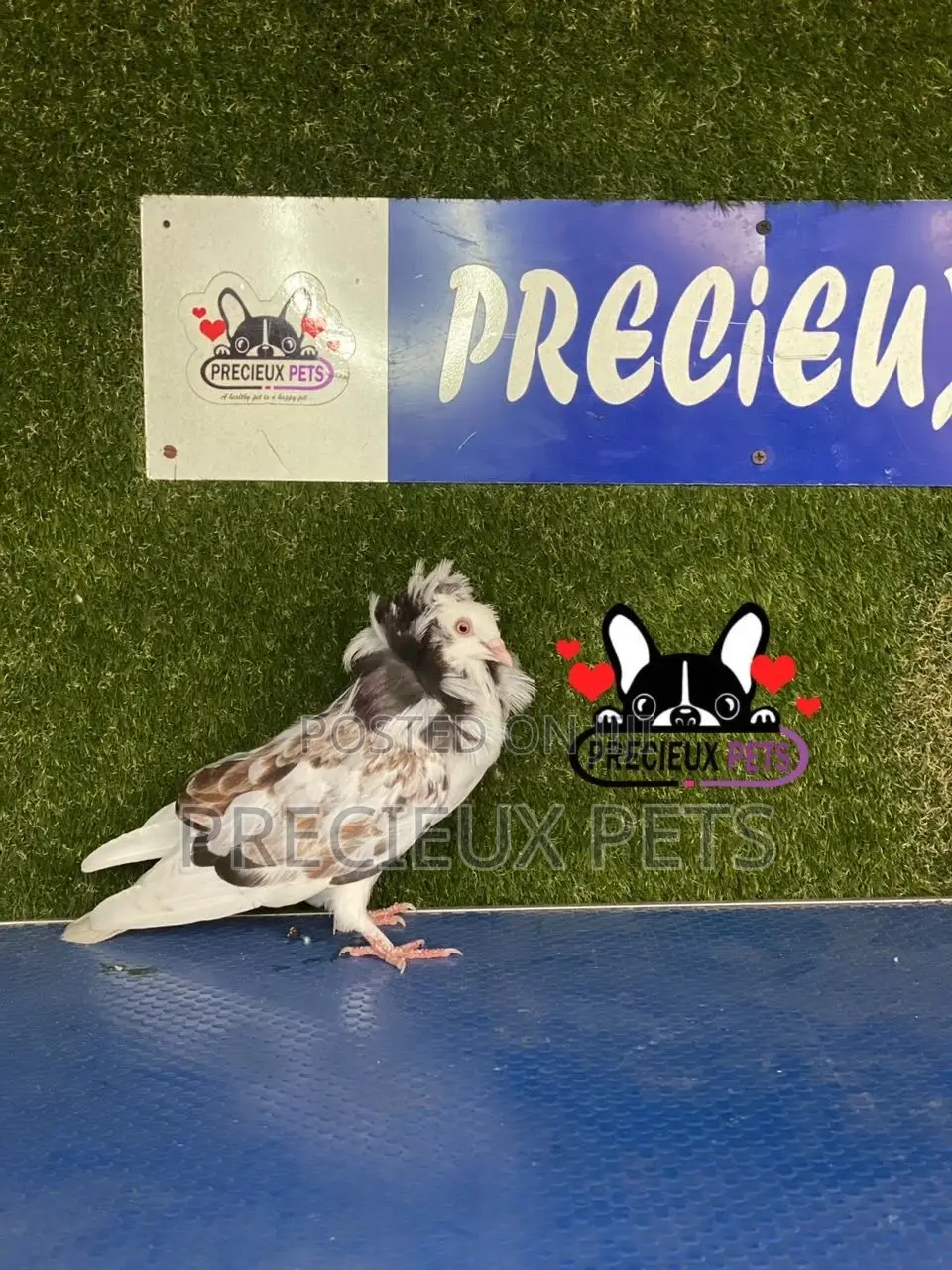 1 Pair of Jacobins Pigeons #0002