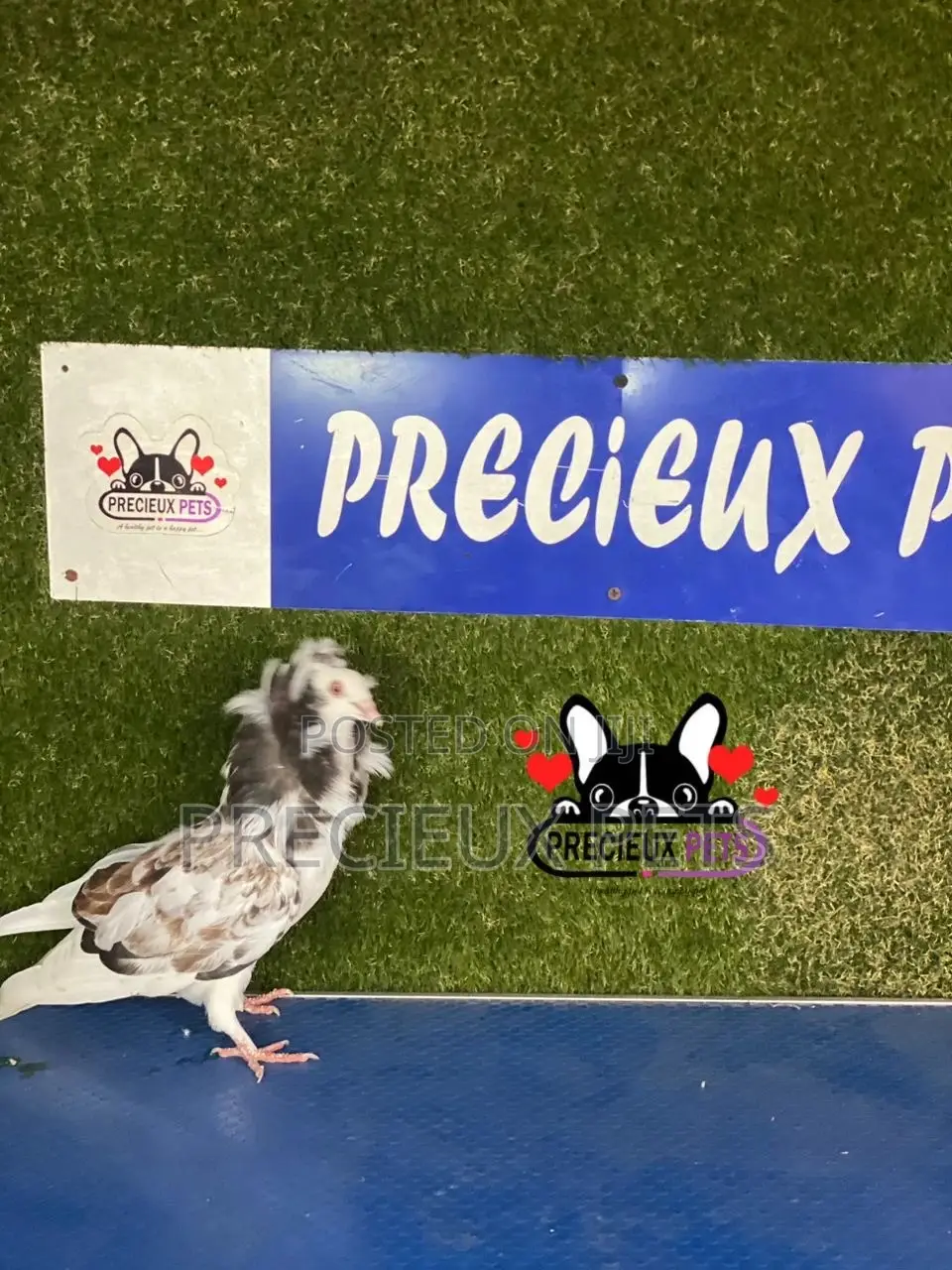 1 Pair of Jacobins Pigeons #0002