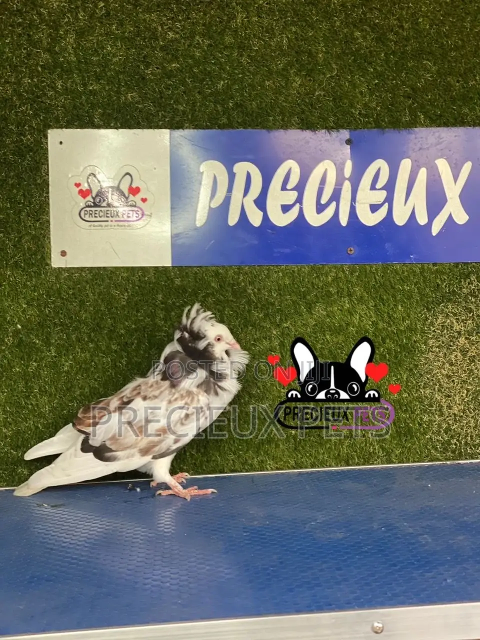 1 Pair of Jacobins Pigeons #0002