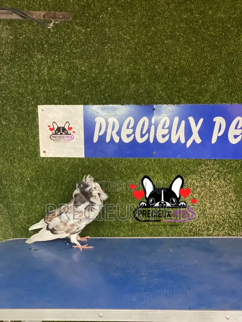 1 Pair of Jacobins Pigeons #0002