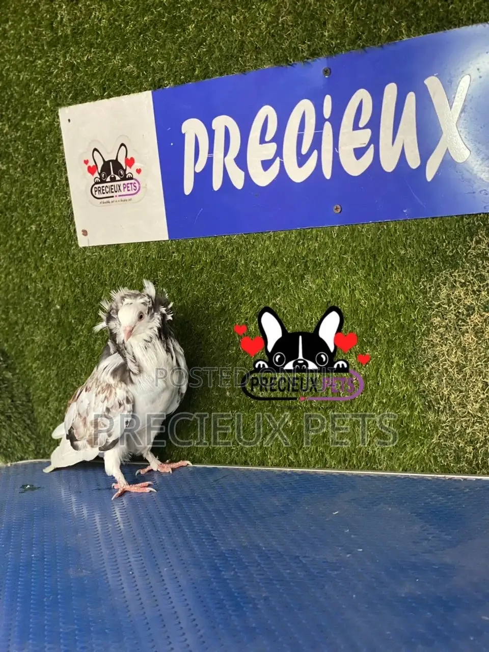 1 Pair of Jacobins Pigeons #0002